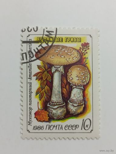 1986 СССР. Ядовитые грибы