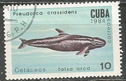 Куба. Малая касатка. 1984г. Mi#2832.