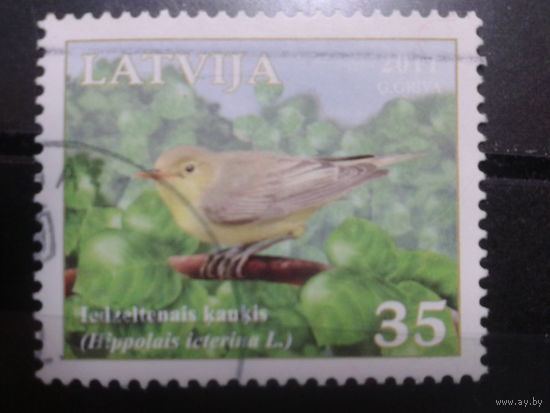 Латвия, 2011. Желтобрюхий дятел