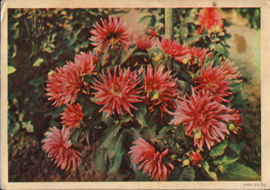 Подписанная открытка 1967г. "Георгины" фото Г. Костенко