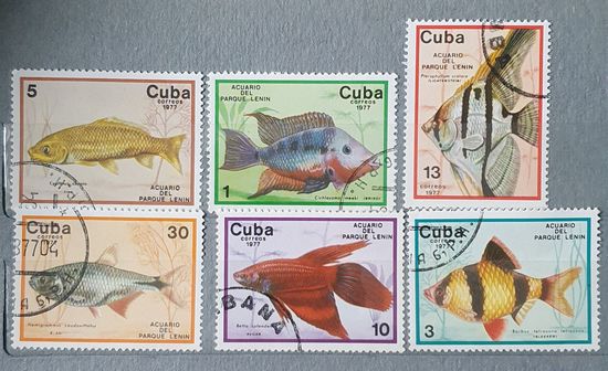 Куба рыбы 6шт.