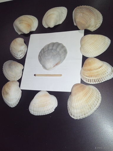 Ракушки морские 11 шт.