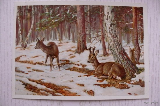 Косули; чистая (изд. Мин.связи СССР)
