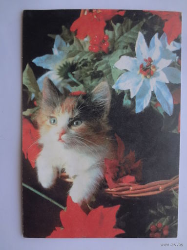 Календарик 1997 г. Котенок в корзинке.
