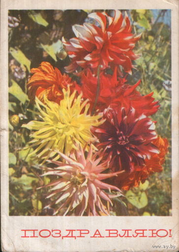 Подписанная открытка 1967г. "Георгины" фото В. Поляков