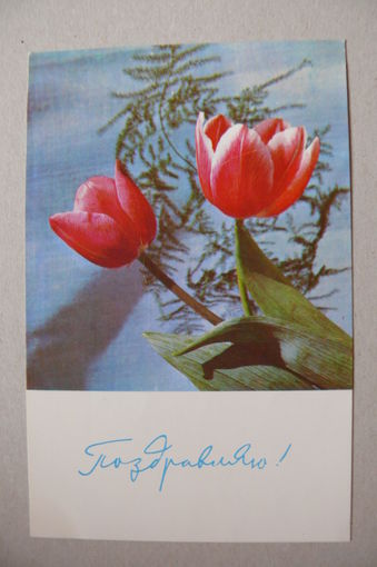 Хоменко В., Поздравляю! 1967, подписана.