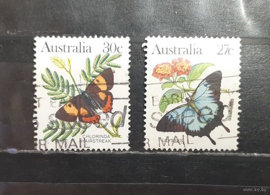 Австралия. Фауна. Бабочки (1460)