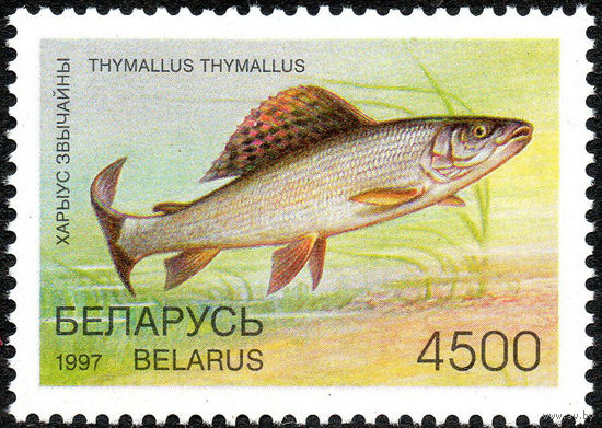 Редкие виды рыб водоемов Хариус Беларусь 1997 год 1 марка