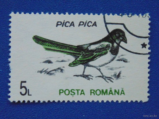 Румыния. Птицы.