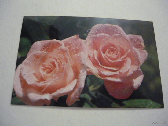 РОЗЫ.1990г