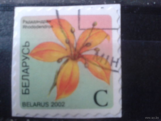 2002 Стандарт, рододендрон