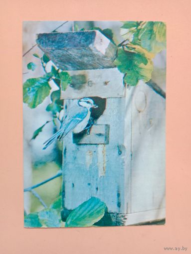 Открытка,1982