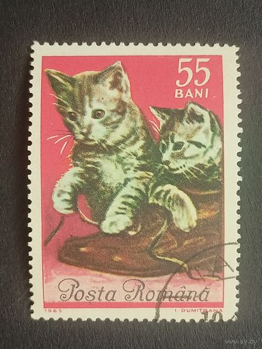 Румыния 1965. Коты