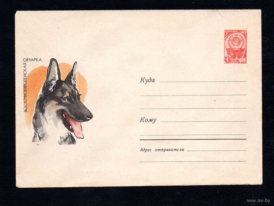 Художественный маркированный конверт СССР N 3662 (22.03.1965) Восточноевропейская овчарка