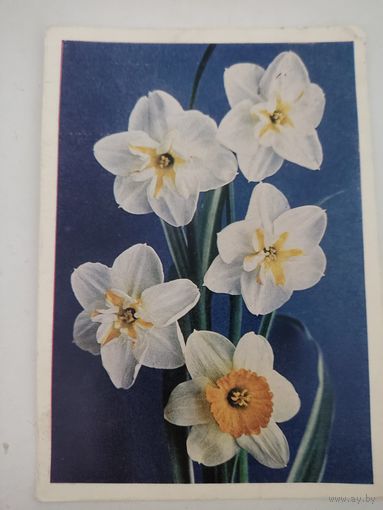 Открытка "Нарциссы", фото Г.Костенко, 1978г.