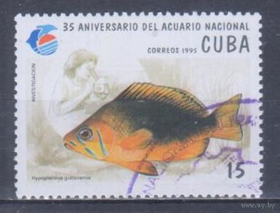 [1565] Куба 1995. Фауна.Рыбы. Гашеная марка. 1
