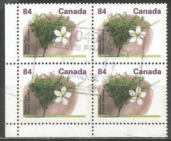 Канада. Ореховое дерево. 1991г. Mi#1272. Кв.блок.