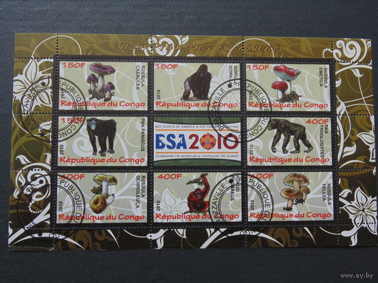 Конго 2010г. Грибы и обезьяны.