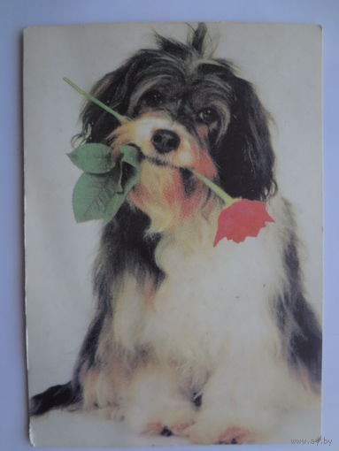 Календарик 1997 г. Собака с розой.