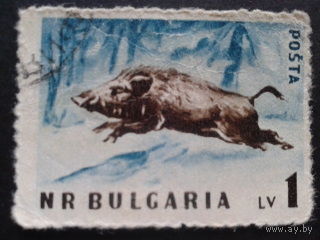 Болгария 1958 кабан