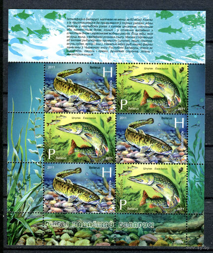 Беларусь - 2011г. - Рыбы водоемов Беларуси - полная серия, MNH [Mi 870-871] - 1 малый лист