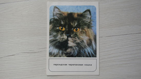 Открытка