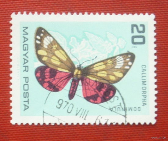 Венгрия. Бабочки. ( 1 марка ) 1984 года. 6-1.