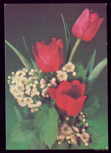 1989 год И.Дергилёв Тюльпаны чист