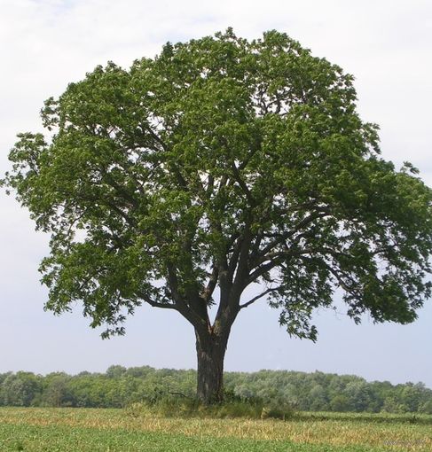 Орех Чёрный (Juglans nigra) Саженец ЗКС 45 см