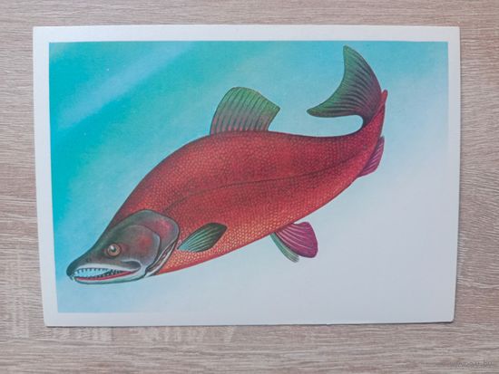 Левиновский 1983 чистая