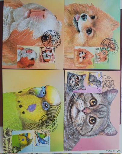 Картмаксимум 4 шт. Детская филателия. Домашние питомцы Фауна Беларусь 2025 **