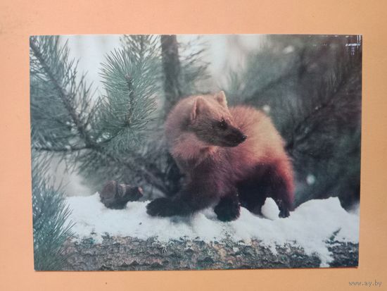 Открытка 1983