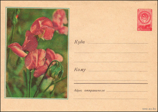 Художественный маркированный конверт СССР N 590 (19.12.1957) Фото цветов душистого горошка