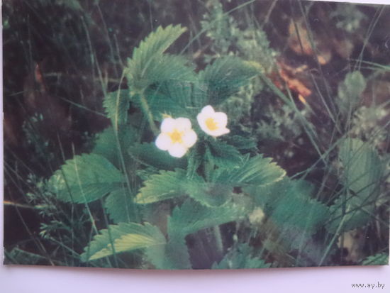 Календарик 1989 г.  Земляника.