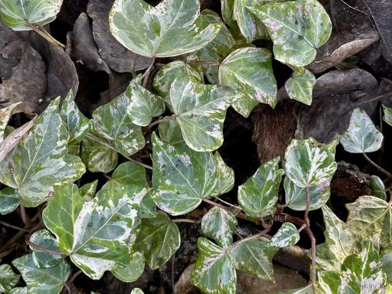 Плющ (хедера) Мармората (Мраморный)