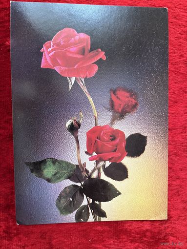 Открытка 1982 год. Фото Д. Киндровой Розы чистая