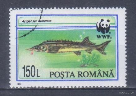 [1565] Румыния 1994. Фауна.Рыбы.Стерлядь. Гашеная марка.