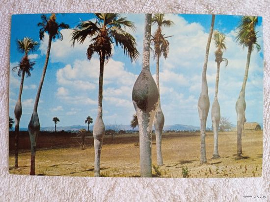 Куба, Пинар-дель-Рио. Место произростания "Пальмы Барригона"