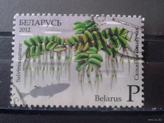2012 Папоротники