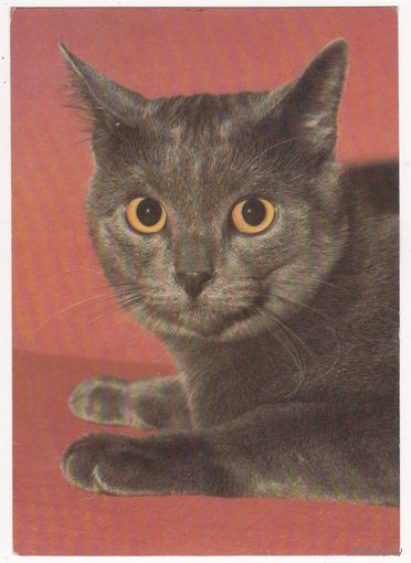 Открытка (147) Чехия