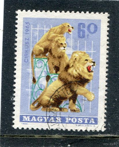 Венгрия. Цирк. Львы