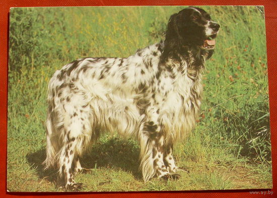 Английский сеттер. Чистая. 1989 года. Фото Елисеева. 257.