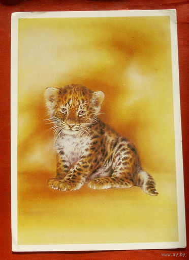 Леопардик. Чистая. 1989 года. Исаков. 303.