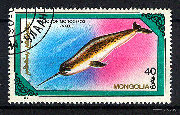 1990 Монголия. Нарвал