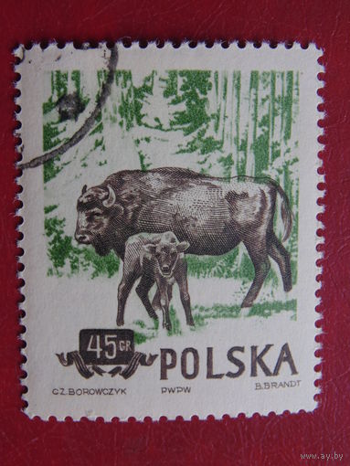 Польша 1954 г. Зубр.