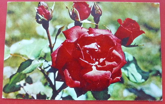 Красная роза. Чистая. 1973 года. 202.