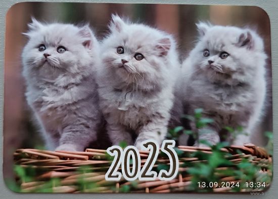 Котята. Календарик, 2025, глянец