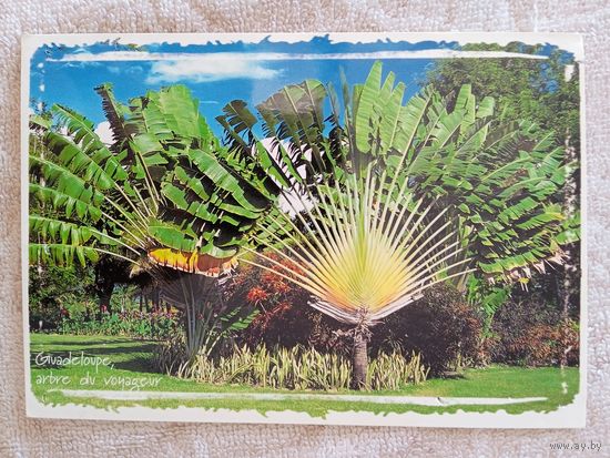 Гваделупа, Французская Вест-Индия. Дерево Победы