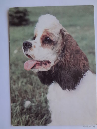 Календарик 1993 г.  Американский коккер-спаниэль. (87).