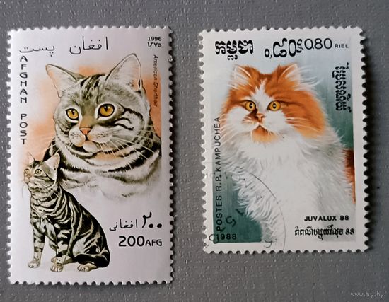 Коты. Афганистан, Кампучия